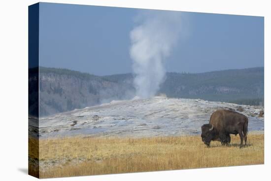 USA, Wyoming, Yellowstone National Park, Upper Geyser Basin. Lone male American bison-Cindy Miller Hopkins-Stretched Canvas