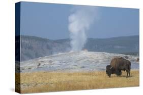 USA, Wyoming, Yellowstone National Park, Upper Geyser Basin. Lone male American bison-Cindy Miller Hopkins-Stretched Canvas