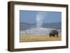 USA, Wyoming, Yellowstone National Park, Upper Geyser Basin. Lone male American bison-Cindy Miller Hopkins-Framed Photographic Print