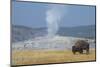 USA, Wyoming, Yellowstone National Park, Upper Geyser Basin. Lone male American bison-Cindy Miller Hopkins-Mounted Photographic Print