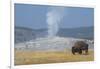 USA, Wyoming, Yellowstone National Park, Upper Geyser Basin. Lone male American bison-Cindy Miller Hopkins-Framed Photographic Print