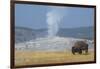 USA, Wyoming, Yellowstone National Park, Upper Geyser Basin. Lone male American bison-Cindy Miller Hopkins-Framed Photographic Print