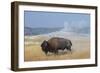 USA, Wyoming, Yellowstone National Park, Upper Geyser Basin. Lone male American bison-Cindy Miller Hopkins-Framed Photographic Print