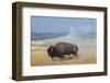 USA, Wyoming, Yellowstone National Park, Upper Geyser Basin. Lone male American bison-Cindy Miller Hopkins-Framed Photographic Print