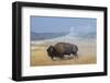 USA, Wyoming, Yellowstone National Park, Upper Geyser Basin. Lone male American bison-Cindy Miller Hopkins-Framed Photographic Print