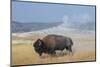 USA, Wyoming, Yellowstone National Park, Upper Geyser Basin. Lone male American bison-Cindy Miller Hopkins-Mounted Photographic Print