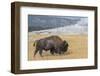 USA, Wyoming, Yellowstone National Park, Upper Geyser Basin. Lone male American bison-Cindy Miller Hopkins-Framed Photographic Print