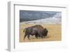 USA, Wyoming, Yellowstone National Park, Upper Geyser Basin. Lone male American bison-Cindy Miller Hopkins-Framed Photographic Print