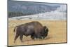 USA, Wyoming, Yellowstone National Park, Upper Geyser Basin. Lone male American bison-Cindy Miller Hopkins-Mounted Photographic Print