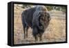 USA, Wyoming, Yellowstone National Park, Upper Geyser Basin. Lone male American bison-Cindy Miller Hopkins-Framed Stretched Canvas