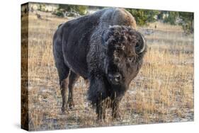 USA, Wyoming, Yellowstone National Park, Upper Geyser Basin. Lone male American bison-Cindy Miller Hopkins-Stretched Canvas