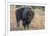 USA, Wyoming, Yellowstone National Park, Upper Geyser Basin. Lone male American bison-Cindy Miller Hopkins-Framed Photographic Print