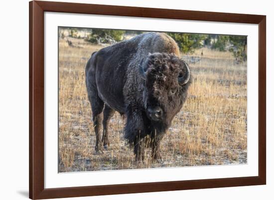 USA, Wyoming, Yellowstone National Park, Upper Geyser Basin. Lone male American bison-Cindy Miller Hopkins-Framed Photographic Print