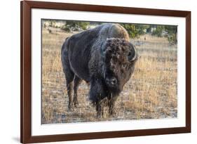 USA, Wyoming, Yellowstone National Park, Upper Geyser Basin. Lone male American bison-Cindy Miller Hopkins-Framed Photographic Print