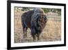 USA, Wyoming, Yellowstone National Park, Upper Geyser Basin. Lone male American bison-Cindy Miller Hopkins-Framed Photographic Print