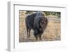 USA, Wyoming, Yellowstone National Park, Upper Geyser Basin. Lone male American bison-Cindy Miller Hopkins-Framed Photographic Print