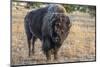 USA, Wyoming, Yellowstone National Park, Upper Geyser Basin. Lone male American bison-Cindy Miller Hopkins-Mounted Photographic Print