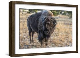 USA, Wyoming, Yellowstone National Park, Upper Geyser Basin. Lone male American bison-Cindy Miller Hopkins-Framed Photographic Print