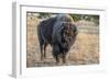 USA, Wyoming, Yellowstone National Park, Upper Geyser Basin. Lone male American bison-Cindy Miller Hopkins-Framed Photographic Print