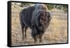 USA, Wyoming, Yellowstone National Park, Upper Geyser Basin. Lone male American bison-Cindy Miller Hopkins-Framed Stretched Canvas