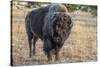 USA, Wyoming, Yellowstone National Park, Upper Geyser Basin. Lone male American bison-Cindy Miller Hopkins-Stretched Canvas