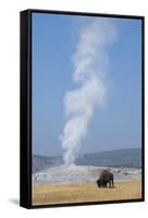 USA, Wyoming, Yellowstone National Park, Upper Geyser Basin. Lone male American bison-Cindy Miller Hopkins-Framed Stretched Canvas