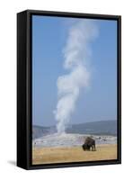 USA, Wyoming, Yellowstone National Park, Upper Geyser Basin. Lone male American bison-Cindy Miller Hopkins-Framed Stretched Canvas