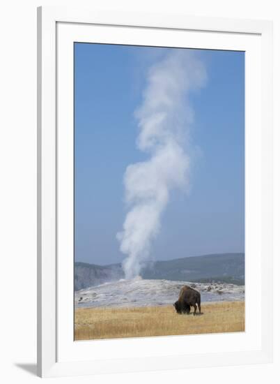 USA, Wyoming, Yellowstone National Park, Upper Geyser Basin. Lone male American bison-Cindy Miller Hopkins-Framed Photographic Print