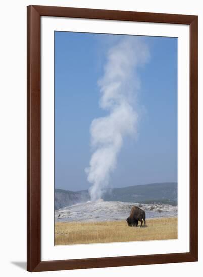 USA, Wyoming, Yellowstone National Park, Upper Geyser Basin. Lone male American bison-Cindy Miller Hopkins-Framed Photographic Print