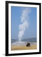 USA, Wyoming, Yellowstone National Park, Upper Geyser Basin. Lone male American bison-Cindy Miller Hopkins-Framed Photographic Print