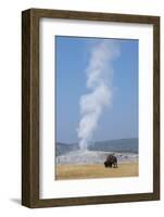 USA, Wyoming, Yellowstone National Park, Upper Geyser Basin. Lone male American bison-Cindy Miller Hopkins-Framed Photographic Print