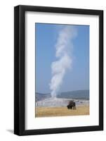 USA, Wyoming, Yellowstone National Park, Upper Geyser Basin. Lone male American bison-Cindy Miller Hopkins-Framed Photographic Print