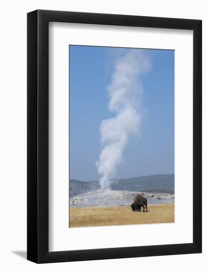 USA, Wyoming, Yellowstone National Park, Upper Geyser Basin. Lone male American bison-Cindy Miller Hopkins-Framed Photographic Print