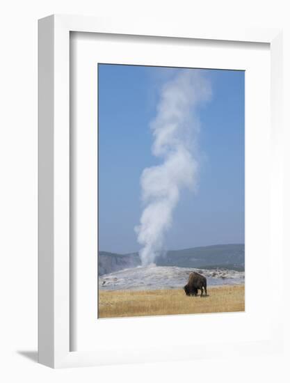 USA, Wyoming, Yellowstone National Park, Upper Geyser Basin. Lone male American bison-Cindy Miller Hopkins-Framed Photographic Print