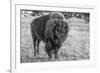 USA, Wyoming, Yellowstone National Park, Upper Geyser Basin. Lone male American bison-Cindy Miller Hopkins-Framed Photographic Print