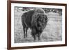 USA, Wyoming, Yellowstone National Park, Upper Geyser Basin. Lone male American bison-Cindy Miller Hopkins-Framed Photographic Print