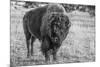 USA, Wyoming, Yellowstone National Park, Upper Geyser Basin. Lone male American bison-Cindy Miller Hopkins-Mounted Photographic Print