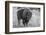 USA, Wyoming, Yellowstone National Park, Upper Geyser Basin. Lone male American bison-Cindy Miller Hopkins-Framed Photographic Print