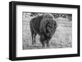 USA, Wyoming, Yellowstone National Park, Upper Geyser Basin. Lone male American bison-Cindy Miller Hopkins-Framed Photographic Print