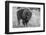 USA, Wyoming, Yellowstone National Park, Upper Geyser Basin. Lone male American bison-Cindy Miller Hopkins-Framed Photographic Print