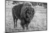 USA, Wyoming, Yellowstone National Park, Upper Geyser Basin. Lone male American bison-Cindy Miller Hopkins-Mounted Photographic Print