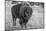 USA, Wyoming, Yellowstone National Park, Upper Geyser Basin. Lone male American bison-Cindy Miller Hopkins-Mounted Photographic Print