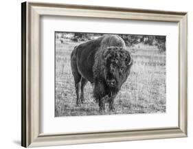 USA, Wyoming, Yellowstone National Park, Upper Geyser Basin. Lone male American bison-Cindy Miller Hopkins-Framed Photographic Print