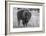 USA, Wyoming, Yellowstone National Park, Upper Geyser Basin. Lone male American bison-Cindy Miller Hopkins-Framed Photographic Print