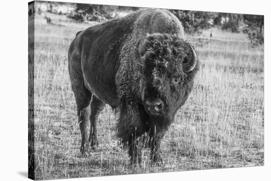 USA, Wyoming, Yellowstone National Park, Upper Geyser Basin. Lone male American bison-Cindy Miller Hopkins-Stretched Canvas