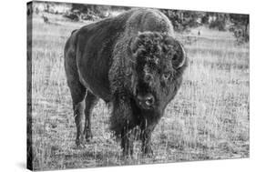 USA, Wyoming, Yellowstone National Park, Upper Geyser Basin. Lone male American bison-Cindy Miller Hopkins-Stretched Canvas