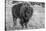 USA, Wyoming, Yellowstone National Park, Upper Geyser Basin. Lone male American bison-Cindy Miller Hopkins-Stretched Canvas