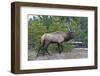 USA, Wyoming, Yellowstone National Park. West Thumb, male Elk-Bernard Friel-Framed Photographic Print