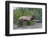 USA, Wyoming, Yellowstone National Park. West Thumb, male Elk-Bernard Friel-Framed Photographic Print