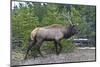 USA, Wyoming, Yellowstone National Park. West Thumb, male Elk-Bernard Friel-Mounted Photographic Print